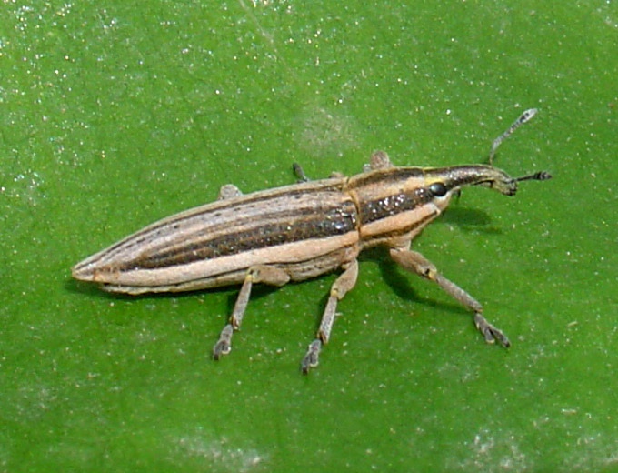 Lixus anguinus